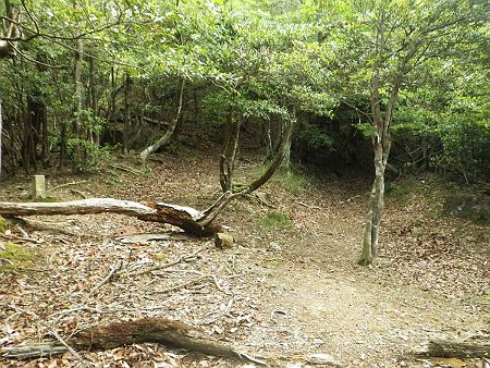 ここで分岐のようになっているけど、右が正解で左は別の尾根に登ることになる。もう間違えないよ！