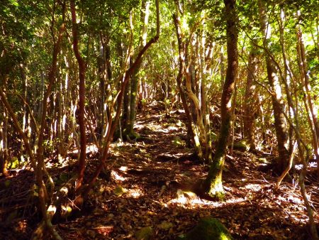 ここからさらに登りがはじまるんだけど地図を見ると急登になっている