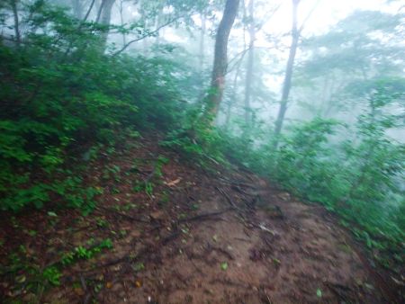 登山道に出合った。ここからは荒れてはいたけど、登山道で下りていく