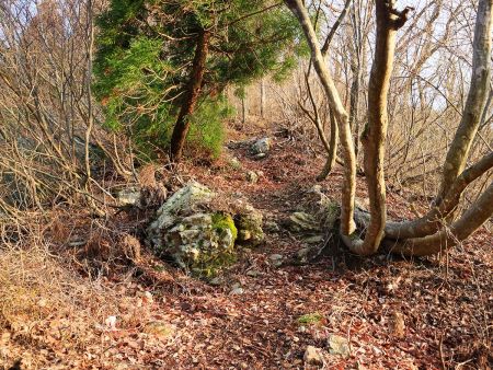 尾根道はこんな感じで歩きやすくて登山道はわかりやすい