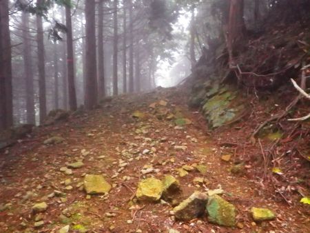 林道はこの先から下りになるんだけど方角的に間違っていないのでこのまま進んでいく
