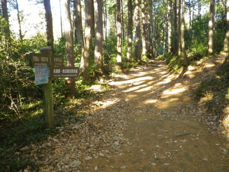 見返り坂を登りきると分岐があるけど直進。ここからしばらくなだらかな登山道が続く