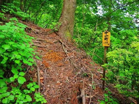 十一町（距離：1199m目）。ここまで別に急登ってところもなかったし余裕かも！？
