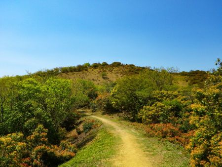 樹林帯を抜けて小倉山の山頂が見えた。ここからは登山道の雰囲気が変わって気持ちのいい登山道を登っていく