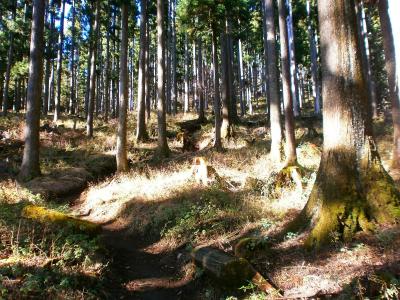 まずは尾根の取り付きまでが目標。ひたすら登山道を登っていく