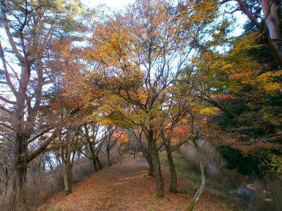 少し平坦な道になったけど、本当にバカみたいに長い尾根だ。いつまで下っても終わりが見えない。これ登りはもっと大変だろうね