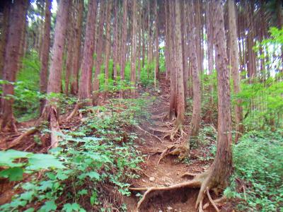植林地帯をひたすら登っていく