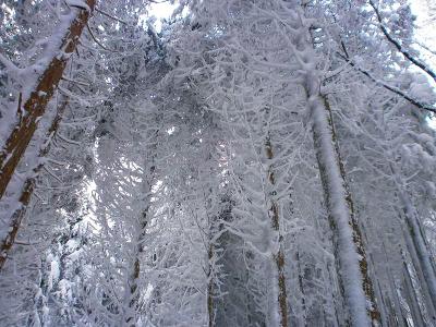 ここでまた霧氷だけど青空がない。でも雪の量はたっぷりだね