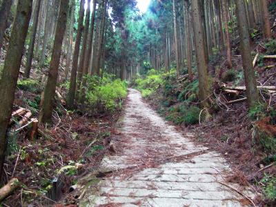 林道は次第に急坂になってくる