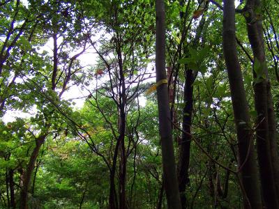 尾根にでたところ付近いに黄色いテープが巻いている。左へさらに登っていく