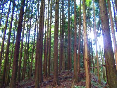 山頂付近の植林帯を抜けていく