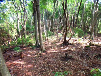 松尾山へのピーク登り。だらだらとした感じの登りだった