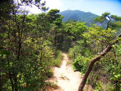 樫ヶ峰のピークを下ると少し明るい道になる