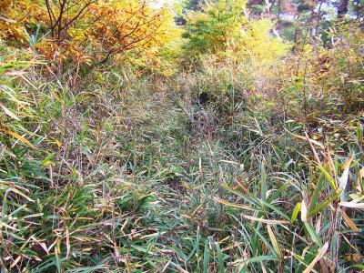 尾根道は若干の踏み跡はあるものの草木で覆われて見えなくなっている。とにかく尾根を外さず登っていく