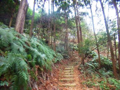 この付近からしばらく急な階段登りが続く