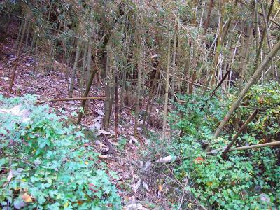 結構荒れているが、踏み跡っぽい道をそのまま進んでいく