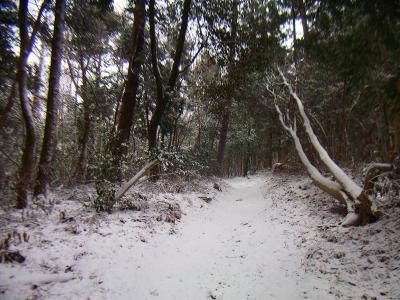とりあえずなだらかな道に出た。踏み跡のない雪道というのがいいんよね