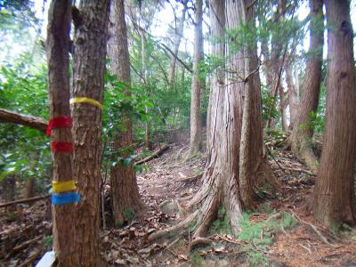 テープが巻いてあった。テープ頼りに登っていくのもいいかも。でも基本は尾根道だけどね