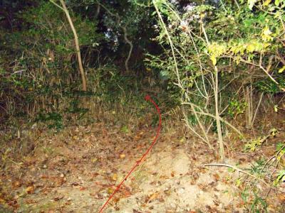 ピークらしきところと踏み跡があるのでここを登っていく