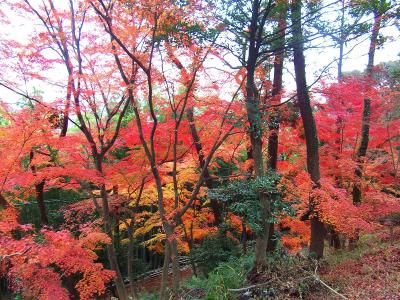 こっちのほうは真っ赤に染まっている。これほど紅葉があるとは思わなかった