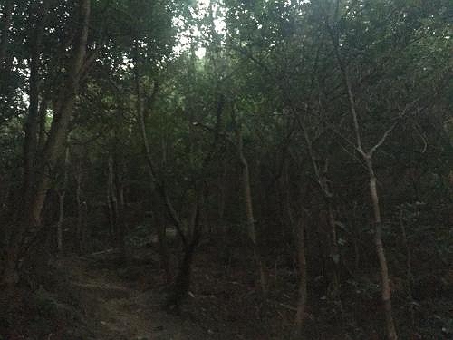 京見山直下は急登