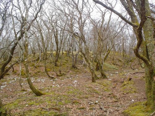 御池岳付近は苔地帯になっている