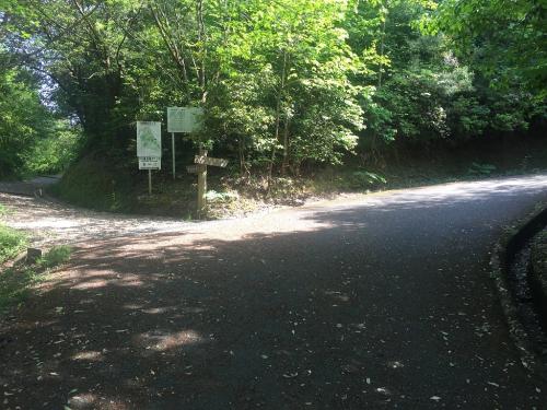 分岐があるけど、道標がキッチリしているので大丈夫♪というより山頂直下までほぼ直進