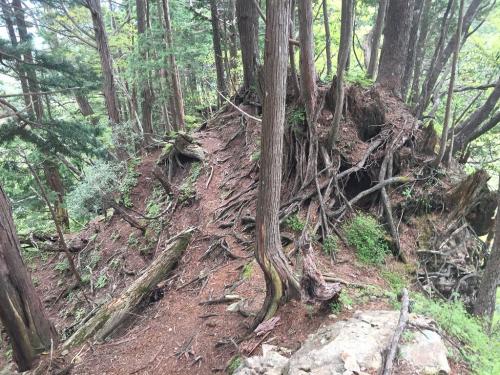 下りの尾根はこんな感じで急斜面でちょい危険個所もあったりするが、これ登ると考えるとちょっと嫌な感じはした。登ってる間はわからないのかもね