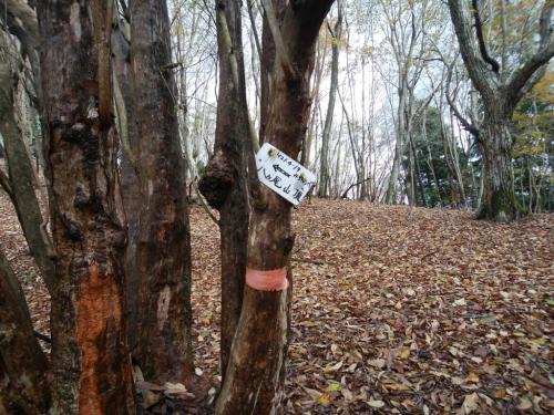 感覚では右の方向なんだが、ここは道標に従って左のピークを登ります。