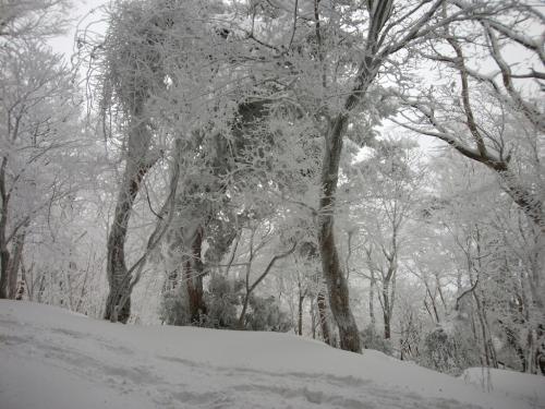 すごい霧氷だ