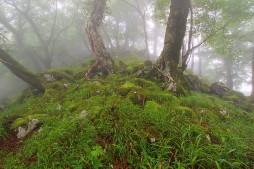 途中にある苔地帯。やっぱガスと苔はかなりいい感じ