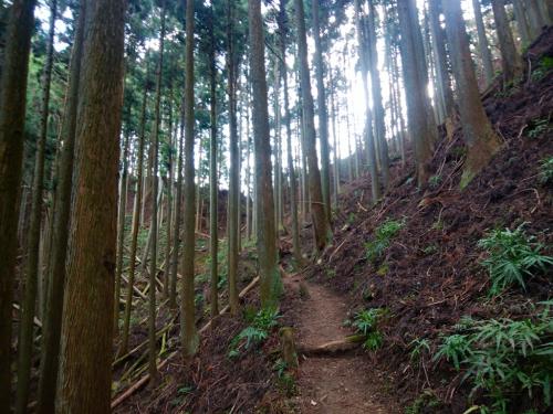 尾根が見えた