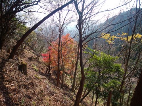 このコースは植林地帯ばかりだけど、ちょっとだけ紅葉の終わりが見れた