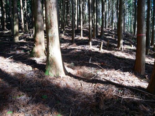 ここから尼ヶ岳ピークの登りが始まる