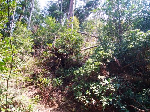 七種山の直下の登りは荒れた登山道。踏み跡はしっかりしていた